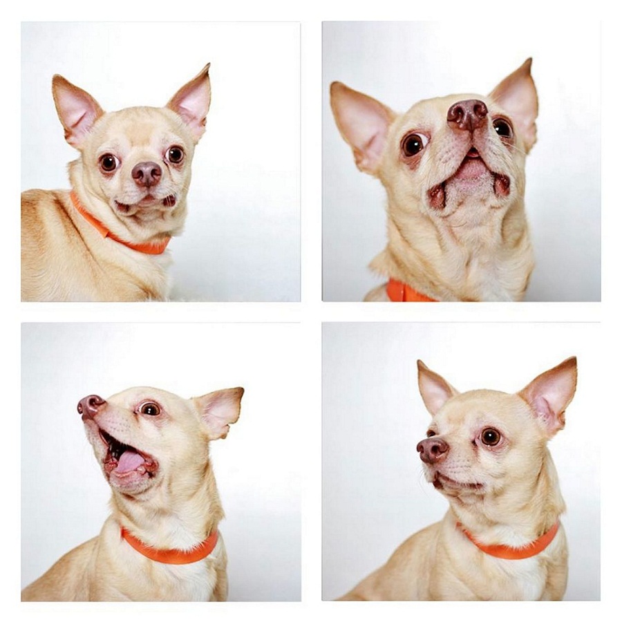 Sweet chihuahua taking pictures in photobooth
