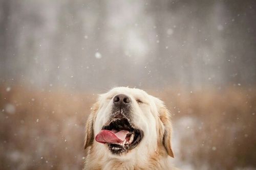 Dog eating snow