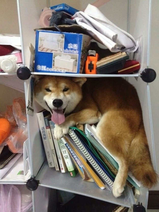 Dog stuck in a shelf