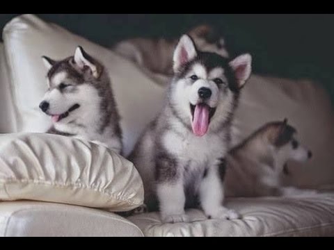 Puppies will keep you up all night at the beginning 
