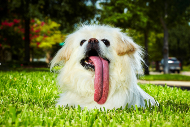Peggy the dog with the longest tongue