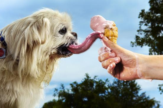 Puggy, the Dog with the World's Longest Tongue - Inside Dogs World