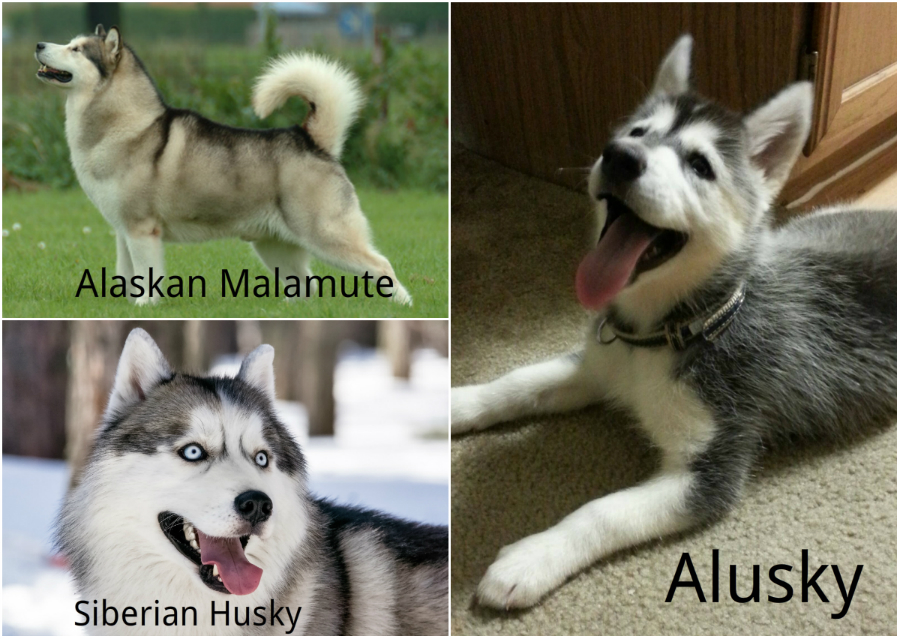 The Alaskan Klee Kai So adorable  Alaskan klee kai, Unique dog breeds,  Hybrid dogs