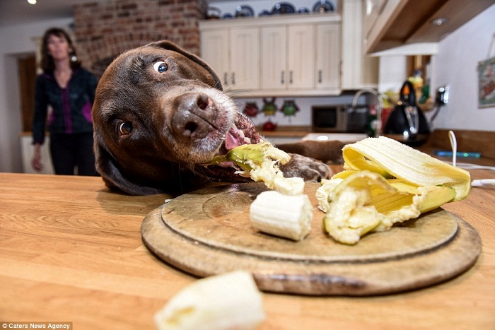 Dog stealing food
