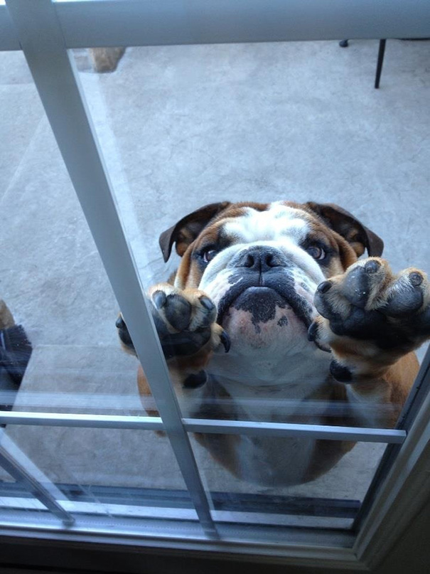 Dog wanting to come inside so they can go outside again