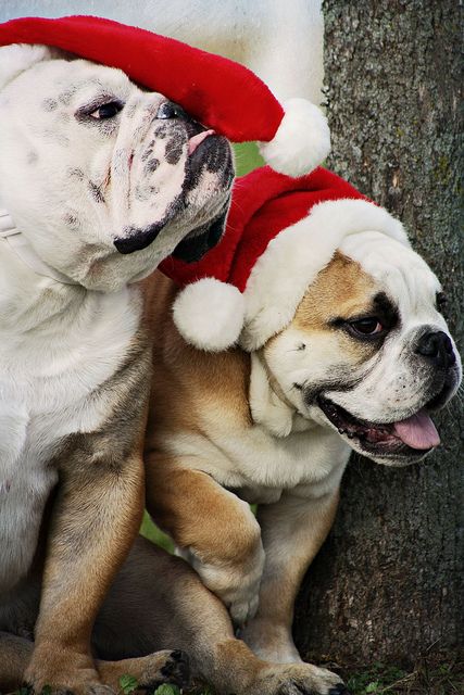 Santa hats fit perfectly on the cute bulldog pups