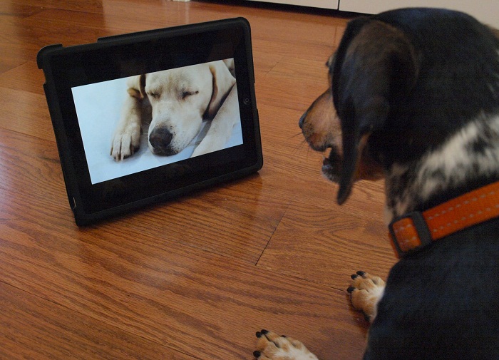 Dog tv will keep your pet entertained