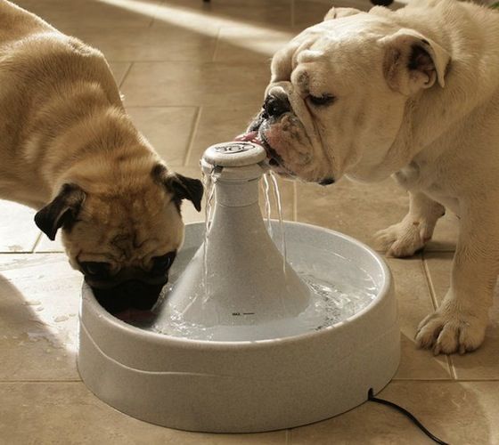 Dog water fountain will make your dog very happy for holidays