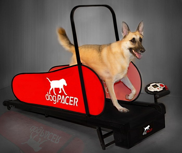 Dog treadmill, expensive gift but worth every penny