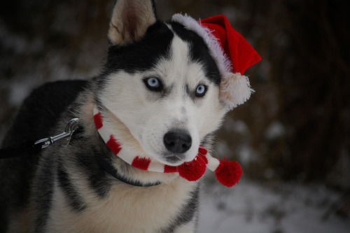 Cute Breeds Of Dogs Huskey Cute Breeds Of Dogs Huskey