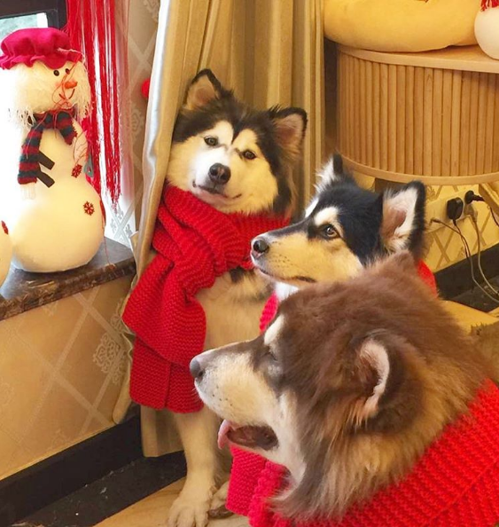 Three pack huskies enjoying winter holiday time
