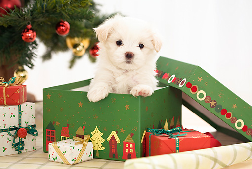 5 Reasons Why You Shouldn't Give Someone a Puppy for Christmas