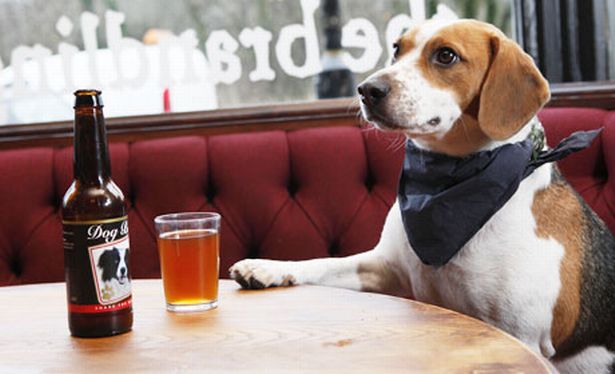 Buy your dog a beer so you can enjoy a movie night together