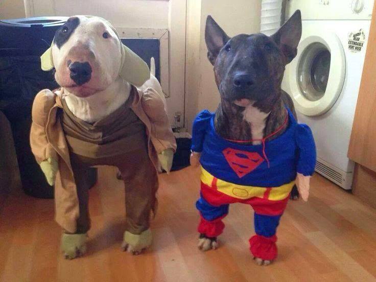 Bull Terriers on costumes