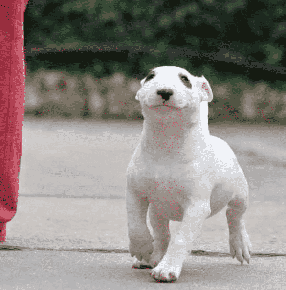 Happy Bull Terrier puppy