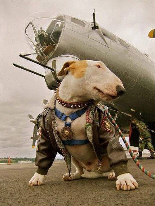 Extraordinary Bull Terrier
