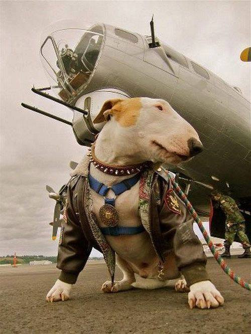 Best 12 Pictures of Bull Terriers of the Year 2016 ... Best 12 Pictures of Bull Terriers of the Year 2016 ...