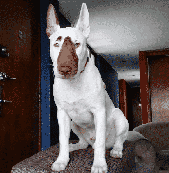 Beautiful bull sales terrier