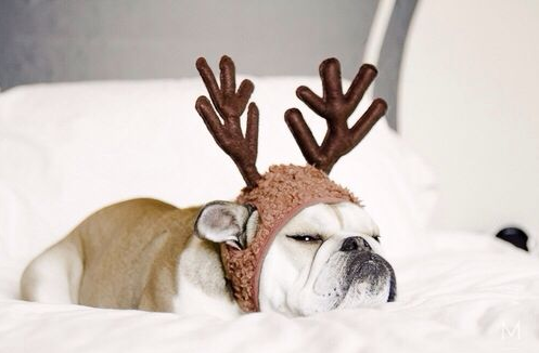 Grumpy English Bulldog for Christmas