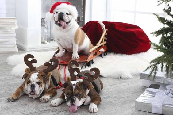 English Bulldogs making Christmas atmosphere better