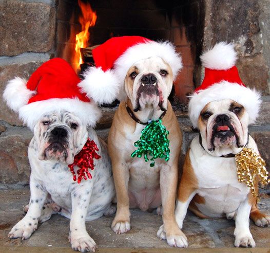 Christmas Bulldogs