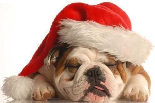 bulldog christmas