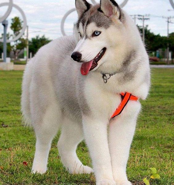 are siberian huskies better in pairs