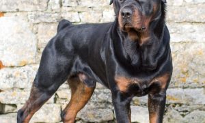 top 10 strongest dog