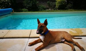 best Bull Terriers images on Facebook