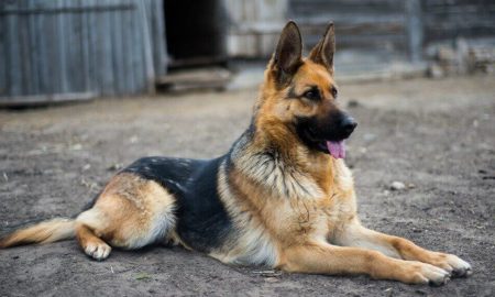 German shepherd middle sales coat