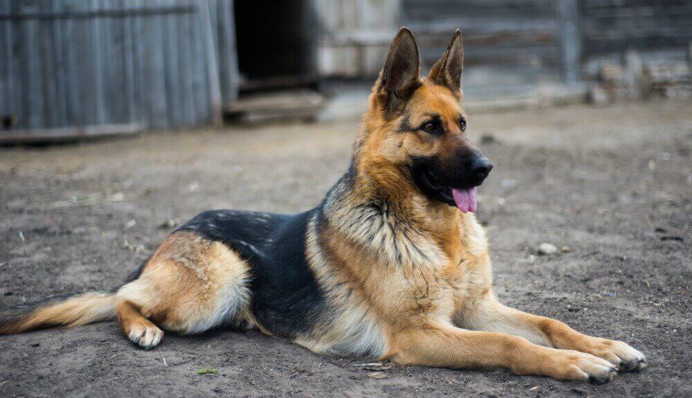 large german shepherd dog