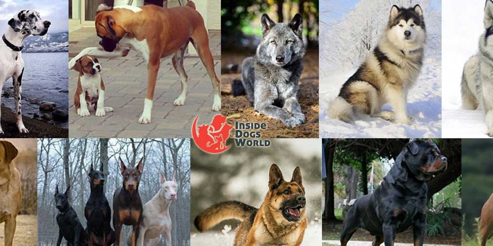 Top 10 Most Dangerous Dog Breeds in the 