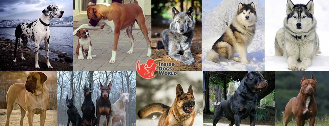 Top 10 Most Dangerous Dog Breeds in the World - Inside Dogs World