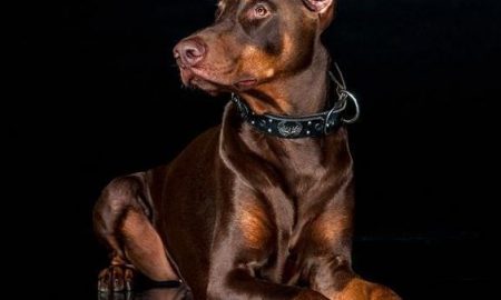Fascinating Facts Most People Don’t Know About Dobermans.