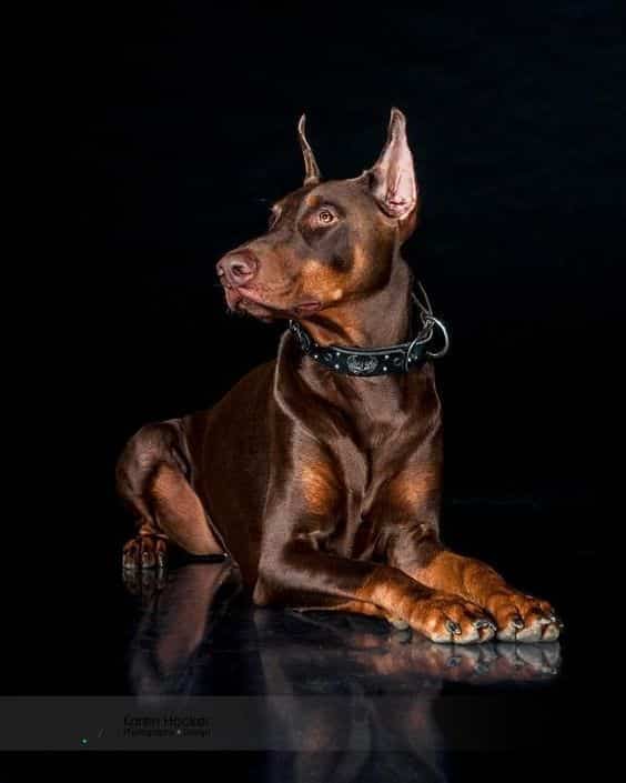 Fascinating Facts Most People Don’t Know About Dobermans.