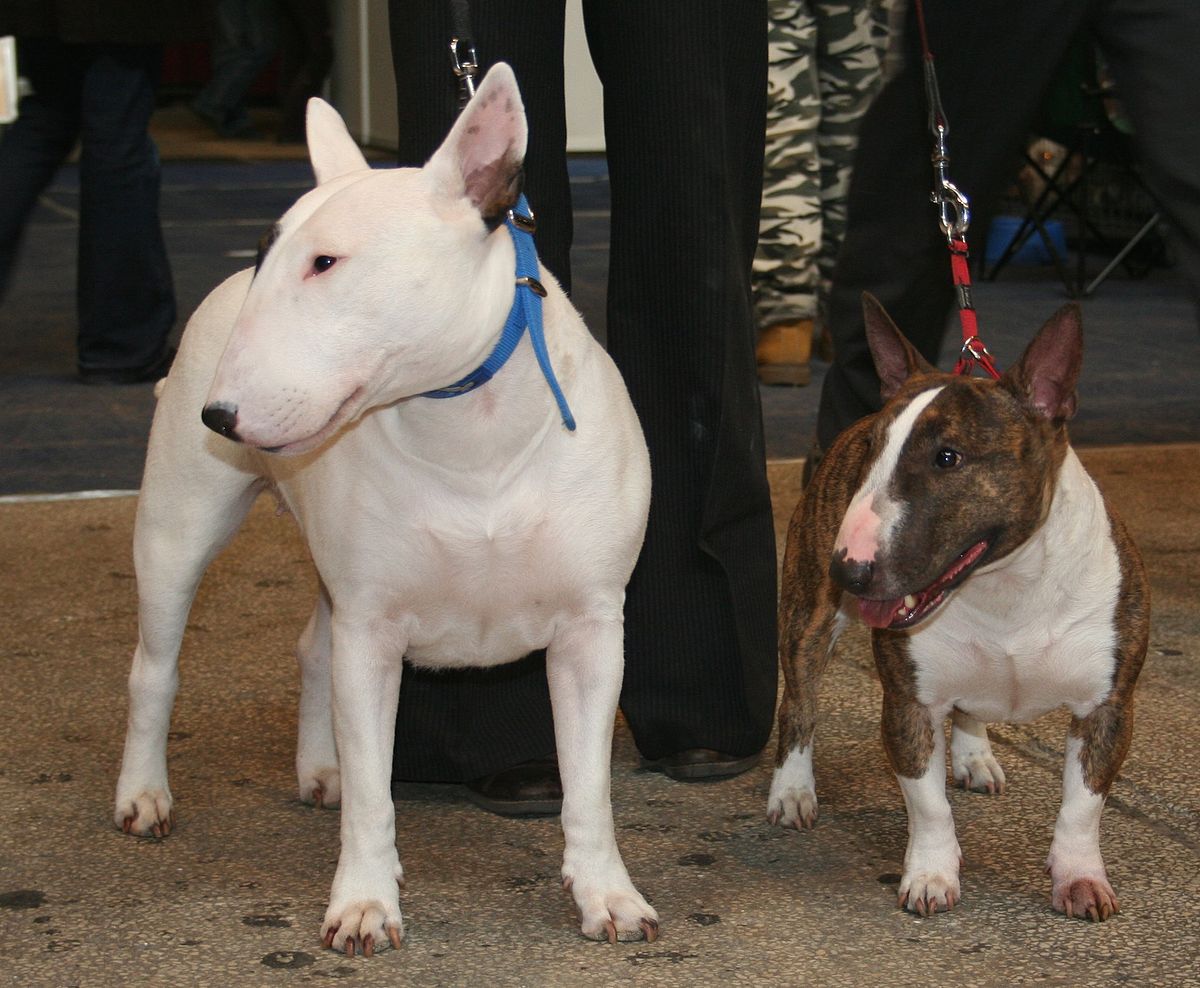 Bull Terrier: Weird Facts you didn't 