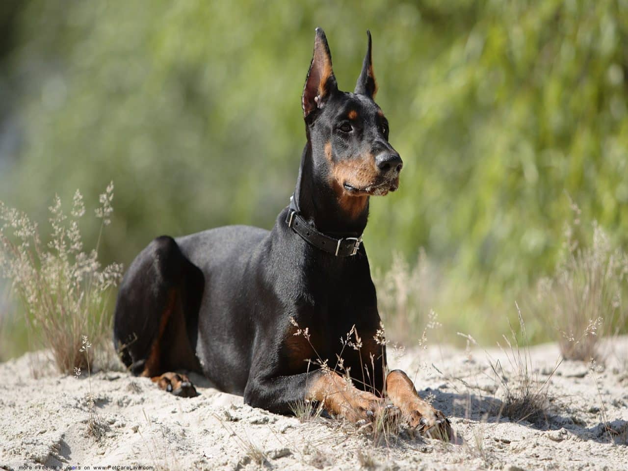 are dobermans good therapy dogs