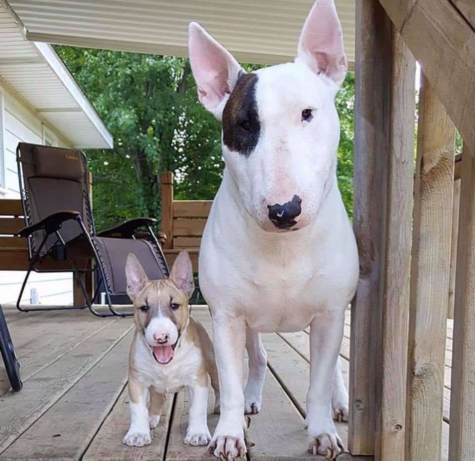 old english bull terriers for sale