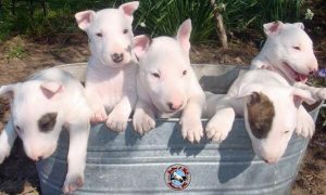 Bull-terrier-5-puppies