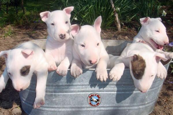 old english bull terriers for sale