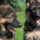 German Shepherd Puppies Inside Dogs World