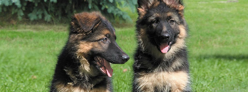 German Shepherd Puppies Inside Dogs World