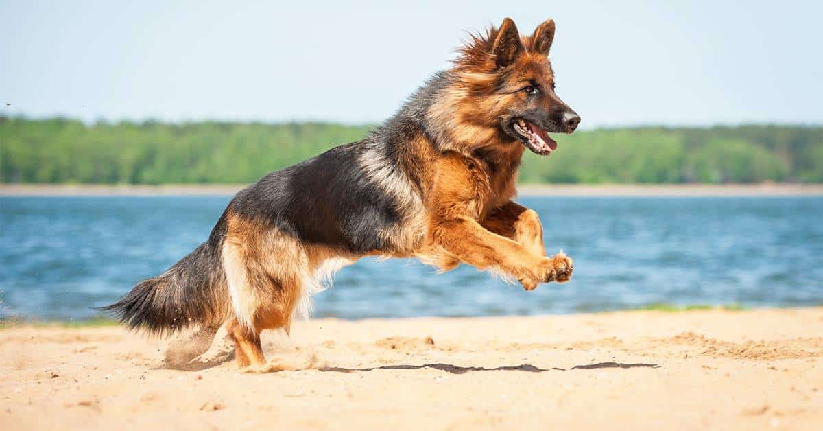 german shepherd and k9