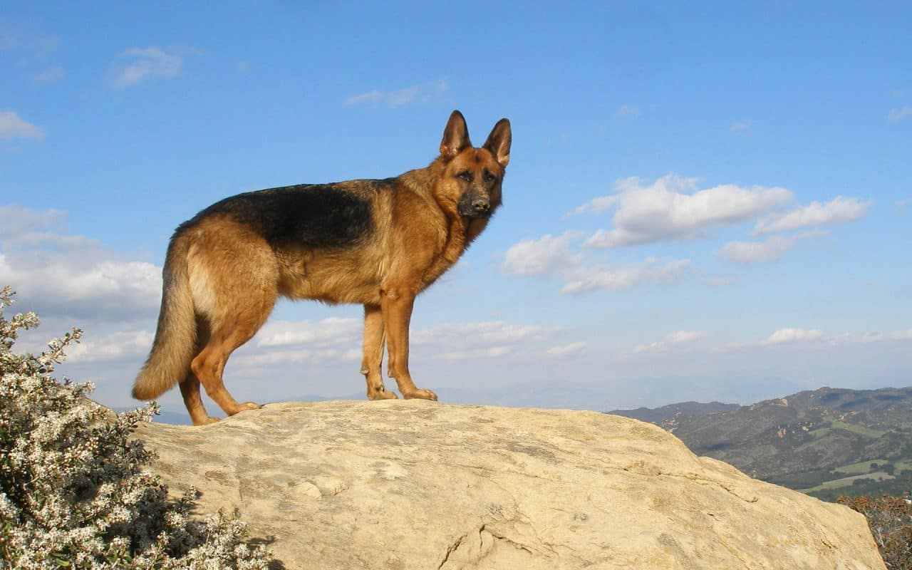 Shepherd dogs: a selection of sites Shepherd dogs: a selection of sites