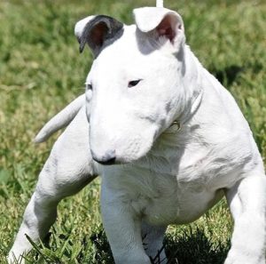 Buff sales bull terrier