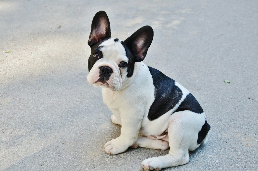 Types Of Small Bulldogs 2024 elgincountymidwives