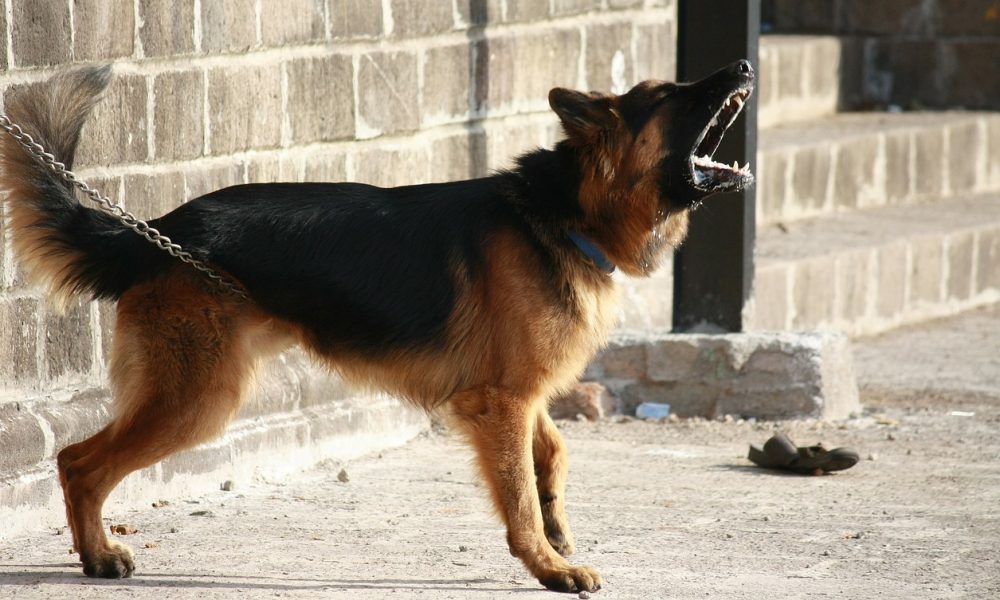 how to know german shepherd original breed