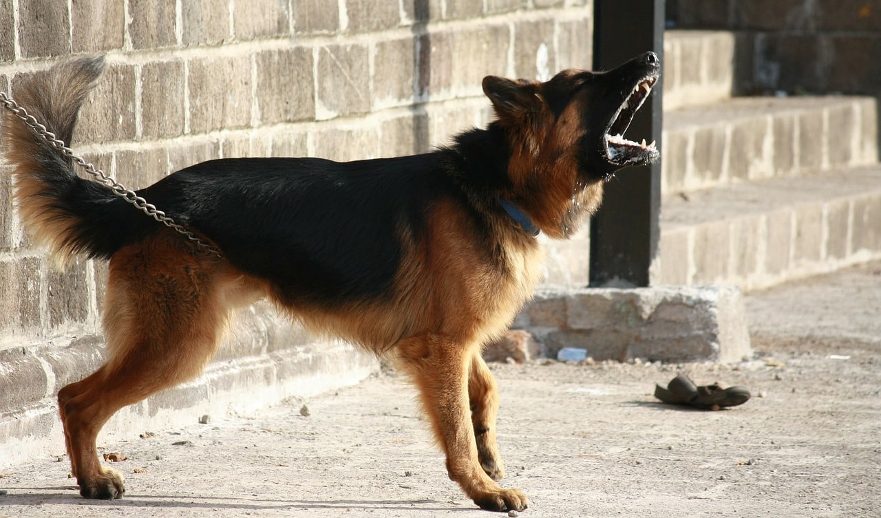 are german shepherd good pets