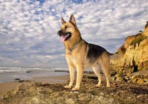 german shepherd dog intelligence