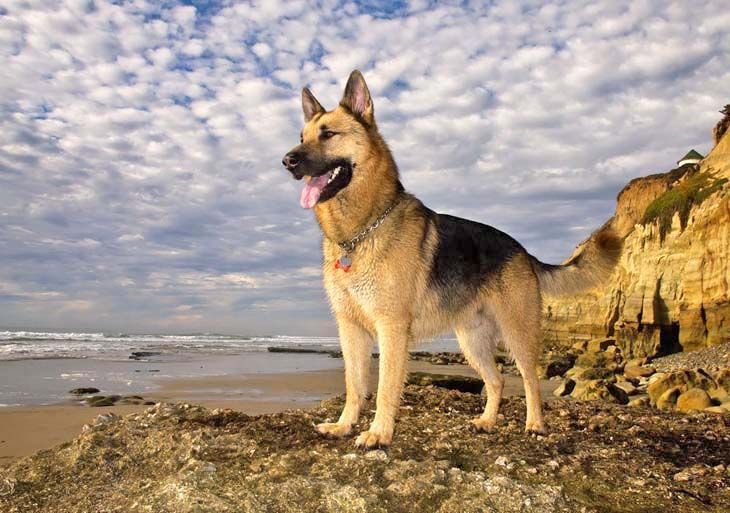 best german shepherd in the world